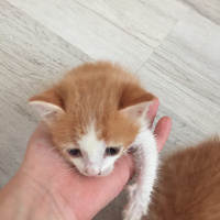 Tekir Kedi, Kedi  Barney fotoğrafı