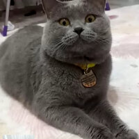 British Shorthair, Kedi  miya fotoğrafı