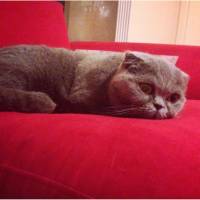 Scottish Fold, Kedi  Zeze fotoğrafı