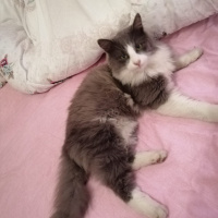 Norwegian Forest, Kedi  Yumak fotoğrafı