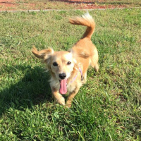 Airedale Terrier, Köpek  Cookie fotoğrafı