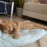 Sarman, Kedi  Daisy fotoğrafı