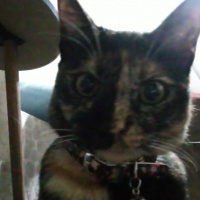 Tekir Kedi, Kedi  Gölge fotoğrafı