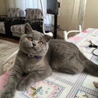 British Shorthair, Kedi  maya fotoğrafı