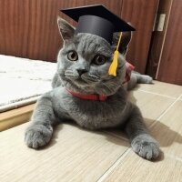 British Shorthair, Kedi  maya fotoğrafı