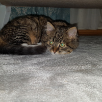 Sarman, Kedi  Miu fotoğrafı
