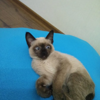Siyam Kedisi, Kedi  Gölge fotoğrafı