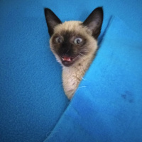 Siyam Kedisi, Kedi  Gölge fotoğrafı