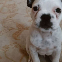 Fransız Bulldog, Köpek  Dobby fotoğrafı