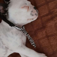 Fransız Bulldog, Köpek  Dobby fotoğrafı