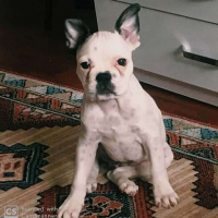 Fransız Bulldog, Köpek  Dobby fotoğrafı