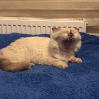 Scottish Fold, Kedi  Haribo fotoğrafı