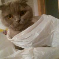 Scottish Fold, Kedi  Sis fotoğrafı