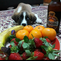 Sokö (Sokak Köpeği), Köpek  Eyşan fotoğrafı