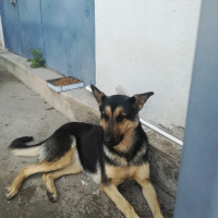 Alman Çoban Köpeği, Köpek  deyzi fotoğrafı