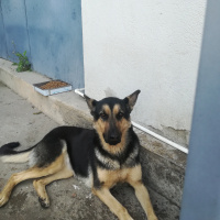 Alman Çoban Köpeği, Köpek  deyzi fotoğrafı
