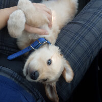 Golden Retriever, Köpek  kaya fotoğrafı