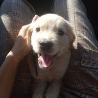 Golden Retriever, Köpek  kaya fotoğrafı