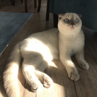 Scottish Fold, Kedi  Luna fotoğrafı