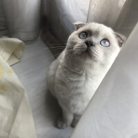 Scottish Fold, Kedi  Luna fotoğrafı