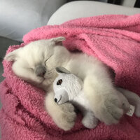 Scottish Fold, Kedi  Luna fotoğrafı