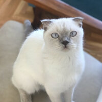 Scottish Fold, Kedi  Luna fotoğrafı