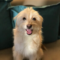 Maltese, Köpek  Fox fotoğrafı