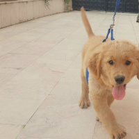 Golden Retriever, Köpek  Foks fotoğrafı
