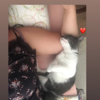 Tekir Kedi, Kedi  Porsuk :) fotoğrafı