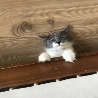 Tekir Kedi, Kedi  Porsuk :) fotoğrafı