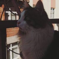Norwegian Forest, Kedi  Tılsım fotoğrafı