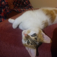 Tekir Kedi, Kedi  Misha fotoğrafı