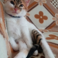 Tekir Kedi, Kedi  Misha fotoğrafı