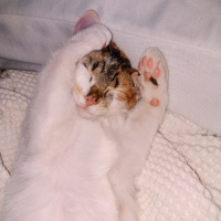 Tekir Kedi, Kedi  Misha fotoğrafı