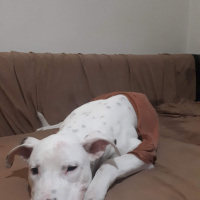 Dogo Arjantin, Köpek  Thor fotoğrafı