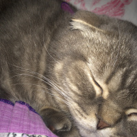 British Shorthair, Kedi  Minik fotoğrafı
