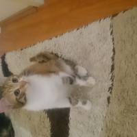 Tekir Kedi, Kedi  Leydı fotoğrafı