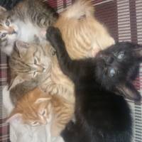 Tekir Kedi, Kedi  Leydı fotoğrafı