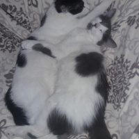 Tuxedo (Smokin) Kedi, Kedi  Pati fotoğrafı