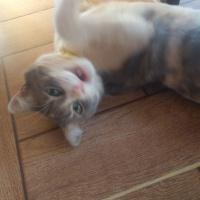 Tekir Kedi, Kedi  Paris fotoğrafı