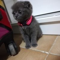 Scottish Fold, Kedi  Çilek fotoğrafı