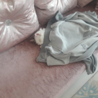 Tekir Kedi, Kedi  Mia fotoğrafı