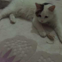 Tekir Kedi, Kedi  Mia fotoğrafı