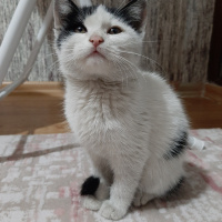Tekir Kedi, Kedi  Adi yok fotoğrafı