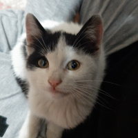 Tekir Kedi, Kedi  Adi yok fotoğrafı