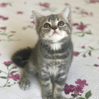 British Shorthair, Kedi  Çakıl fotoğrafı