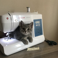 British Shorthair, Kedi  Çakıl fotoğrafı