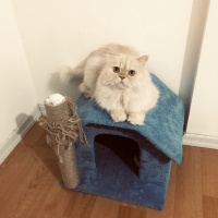 İran Kedisi (Persian), Kedi  Kaju fotoğrafı