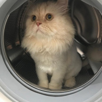 İran Kedisi (Persian), Kedi  Kaju fotoğrafı