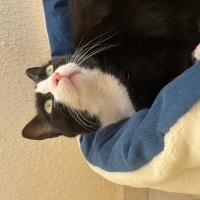 Tuxedo (Smokin) Kedi, Kedi  Kiyoshi fotoğrafı